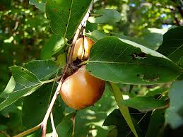 Image result for Diospyros virgata