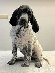 Image result for auvergneský ohař