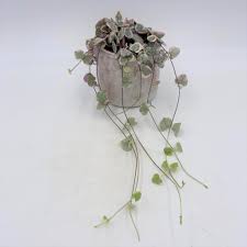 Image result for Ceropegia circinata