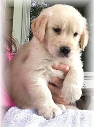 Find local golden retriever in dogs and puppies in the uk and ireland. Golden Retriever Puppies For Sale Houston Tx 287523