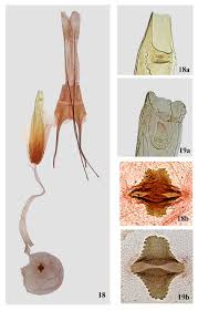 Image result for Teleiopsis diffinis