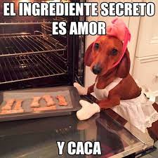 El Ingrediente Secreto Es Amor Funny Animal Pictures Funny Animals Cute Animals