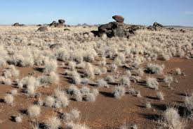 Image result for Stipagrostis