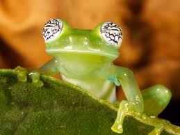 Image result for glass frog