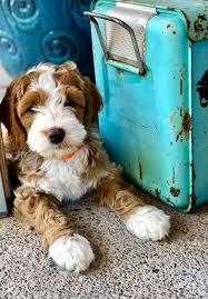 We did not find results for: Coat Colors And Types Pacific Rim Labradoodles