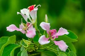 Image result for Bauhinia monandra