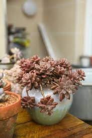 pin by 杨霞on 多肉 plants planter pots planters