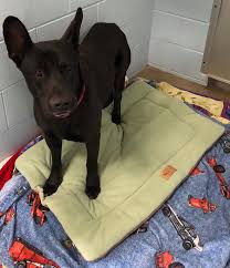 Please note that masks are required to enter our building and we will be limiting the number of visitors allowed in at one time for the safety of our staff, volunteers, and customers. Santa Maria Valley Humane Society P L A Y Pet Beds Grant Report Petfinder Foundation