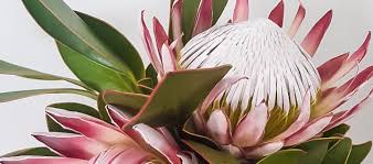 Proteas put on a gorgeous display in gardens, mainly through the late winter and spring months. Fleur Proteas Home Facebook