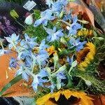 Image result for Delphinium leroyi