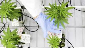 Selain itu dampak buruk ganja bagi pemakainya diantaranya mengalami gangguan pernapasan, risiko serangan jantung hingga halusinasi. Mengulik Kandungan Minyak Ganja Untuk Kesehatan