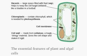 Everything you need to know about cell division for the gcse biology (triple) aqa exam, totally free, with assessment questions, text & videos. 23 Aqa B2 Additional Ideas Aqa Active Site Cell Membrane