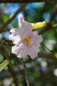 Image result for Tabebuia heterophylla