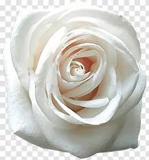 Over 40,000+ cool wallpapers to choose from. Rose Desktop Wallpaper Flower White Mobile Phones 4k Resolution Roses Transparent Png