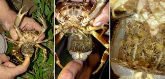 Image result for Cribbia brachyceras