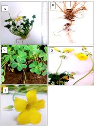 Image result for Oxalis anthelmintica