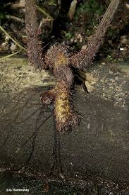 Image result for Amblovenatum