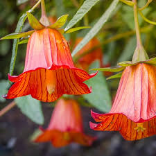 Image result for Canarina