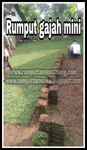 Maka rumput dulunya cuma tanaman… Jual Rumput Gajah Mini Sidoarjo Foto Hasil Kerja Tanam Rumput Di Porong Tahun 2021 Rumput Taman Malang