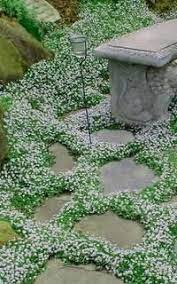 Planting Between Stepping Stones Pavers Ground Cover Plants Plants Garden Tools