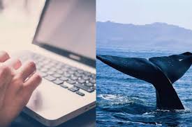 Administrators, who also happen to be curators in the game, start by motivating the subjects . Blue Whale Suicide Game Is Pushing Teenagers To Take Their Life App Sets A Date For Player S Death In This Internet Challenge India Com
