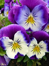 Pin On Flowers