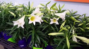 Easter plant gifts are a lovely option if you'd like to send a gift they can enjoy for years to come finding charming easter plants or bouquets to enjoy yourself or send to friends and loved ones is. Easter Lily Plant Care Donna Joshi Youtube