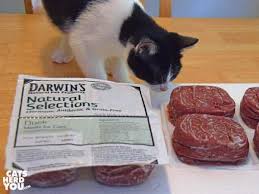Will keep an eye out for something with similar ingredients as a guideline. The Making Of A Raw Fed Kitten With Darwin S Natural Pet Food Cats Herd You