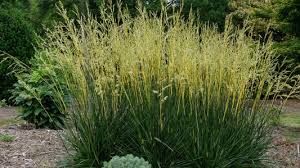 Image result for Festuca