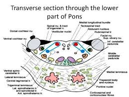 Pin On Pons