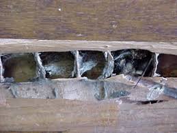 To get rid of borer bees or carpenter bees, there a few things you can do, including using an insecticidal dust or spray and closing off holes in wood through which bees gain entrance. Carpenter Bee Control