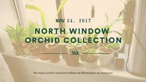 Check spelling or type a new query. Here Are The Best North Facing Window Plants