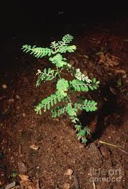 Image result for Phyllanthus amarus