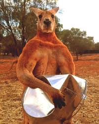 Kangaroos are large, famous marsupials native to australia. Roger Australia S Huge And Buff Kangaroo Dies At Sanctuary