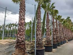 Image result for Washingtonia robusta