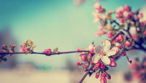 Μπορείτε να φτιάξετε στεφάνι με χάρτινα λουλούδια, με αποξηραμένα, με φρέσκα ή να αντικαταστήσετε τα λουλούδια με ό,τι θέλετε και να πρωτοτυπήσετε! 5 Yperoxa Kai Prwtotypa Stefania Gia Na Parete Empneysh Gia Thn Prwtomagiaspirossoulis Com The Home Issue