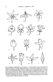 Image result for Uvariastrum germainii