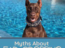 Dog ear cropping near me. 9 Myths About Dog Ear Cropping Pethelpful
