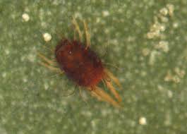 Image result for red mite