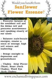 Balance Of Confident Self And Divine Self Bachfloweremedies Floweressences Gentlehealing Comebacktobalan Flower Essences Flower Remedy Bach Flower Remedies