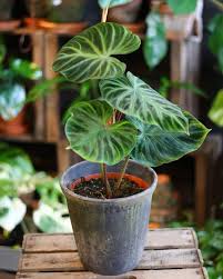 Gronvaxtriket Philodendron Verrucosum En Slingrande Philodendron Som Far Hariga Bladskaft Velvet Leafs Och Otroligt Snygga Blad I Gronroda Toner Vi Odlar Just Nu Flera Sorter Och Erbjuder Till Hosten Annu