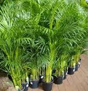 Green Revolution Pvt Ltd Top Pesticides Garden Fertilizer Agriculture Company In Pakistan