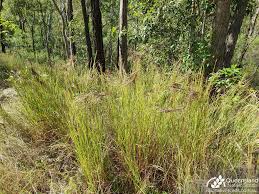 Image result for Heteropogon contortus
