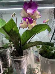Image result for Streptocarpus sp.nov. aff. S. grandis