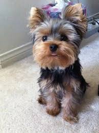 Pin By Alla Redko On Yorkshire Yorkie Puppy Yorkie Puppy Haircuts Yorkshire Terrier Puppies