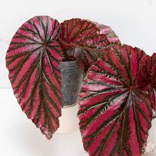 Image result for Begonia brevibracteata