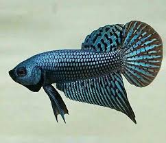 Permintaan pasar yang tinggi juga akan membuat. Alien Betta Or Mahachai Hybrid Wild Betta Betta Fish From Thailand Bettafish Bettalover Wildbetta Plakat Cupang Betta Bet Betta Fish Betta Fish Pet
