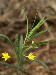 Image result for Talinum crispatulum