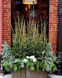 The compact size and nicely branched habit of ornamental peppers make them a natural for container gardening. Winter Container Ideas For Cold Zones