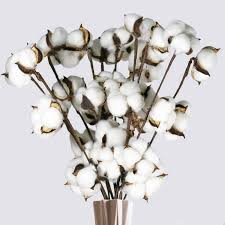 Maybe you would like to learn more about one of these? Wscrafts 12pack Natural Cotton Stems Dried Flower Branch 18 Inch Tall 3 Balls Per Stem Rustic Style Vase Filler Home Cotton Wreaths Wedding Decor Amazon In Home Kitchen